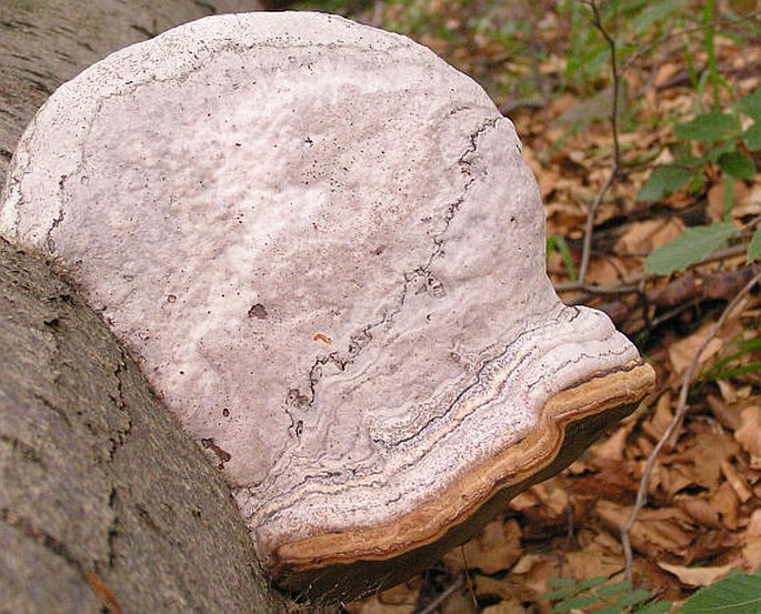 Fomes fomentarius