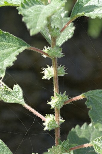 Forsskaolea procridifolia