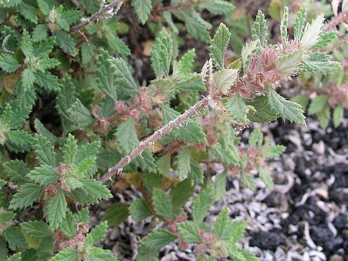 FORSSKAOLEA PROCRIDIFOLIA Webb