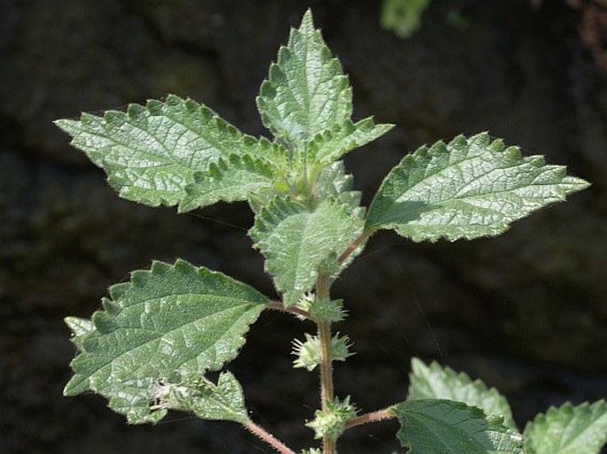 Forsskaolea procridifolia