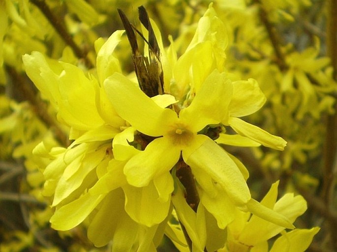 FORSYTHIA ×INTERMEDIA Zabel – zlatice prostřední / zlatovka prostredná