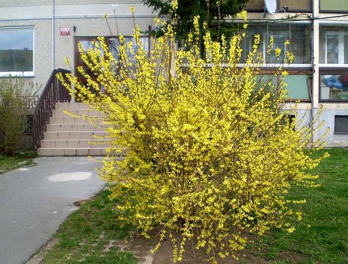 Forsythia ×intermedia