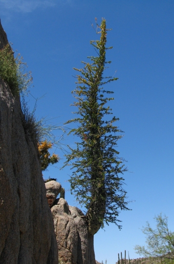 Fouquieria columnaris