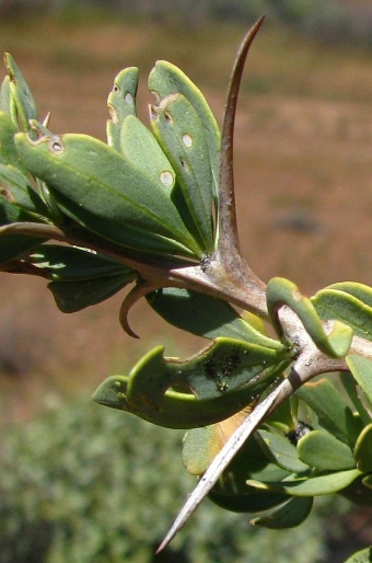 Fouquieria columnaris