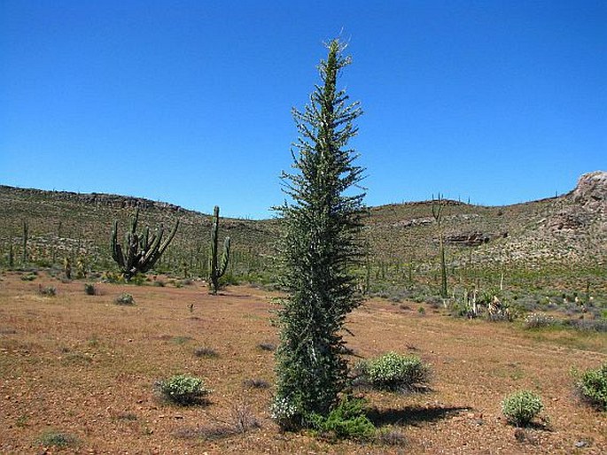 FOUQUIERIA COLUMNARIS (Kellogg) Kellogg ex Curran