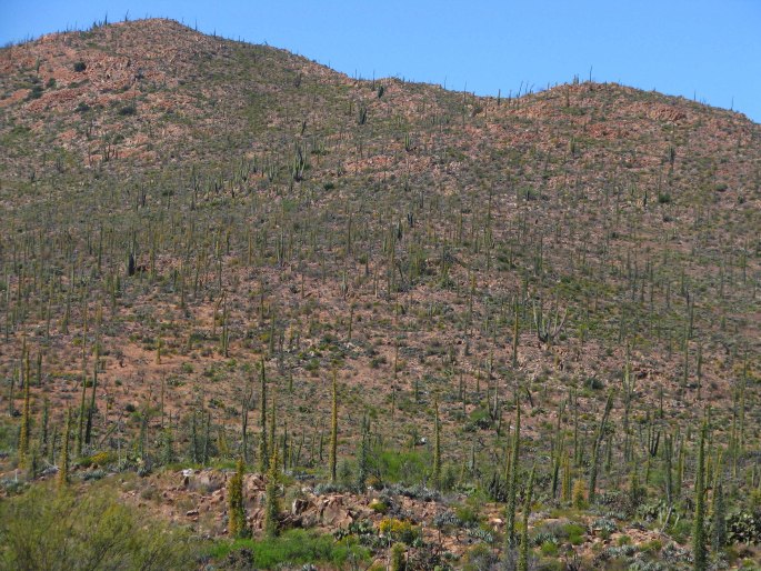 Fouquieria columnaris