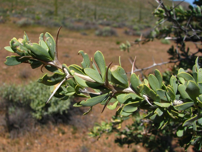 Fouquieria columnaris