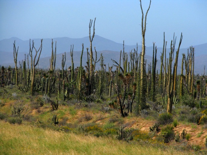 Fouquieria columnaris