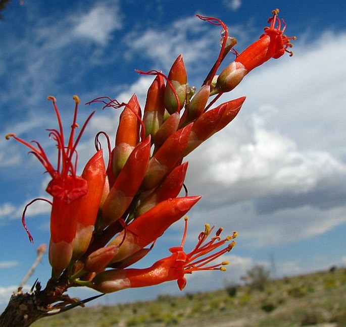 FOUQUIERIA SPLENDENS Engelm.