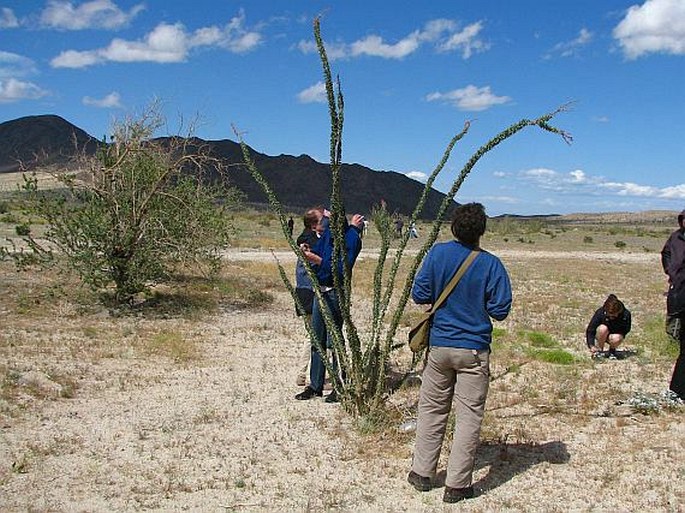 Fouquieria splendens