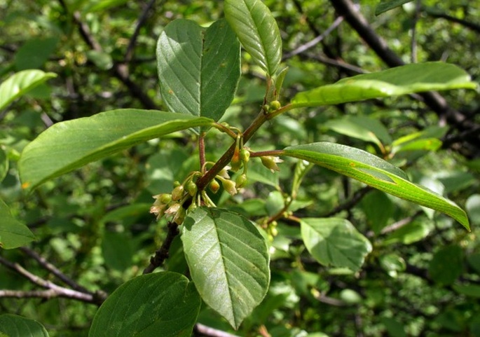 FRANGULA ALNUS Mill. - krušina olšová / krušina jelšová