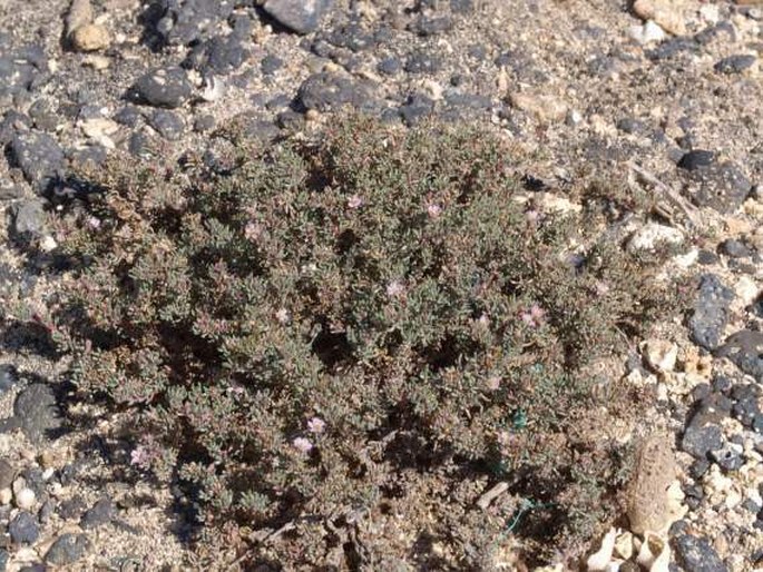 Frankenia ericifolia