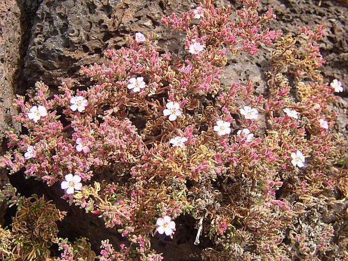 Frankenia hirsuta