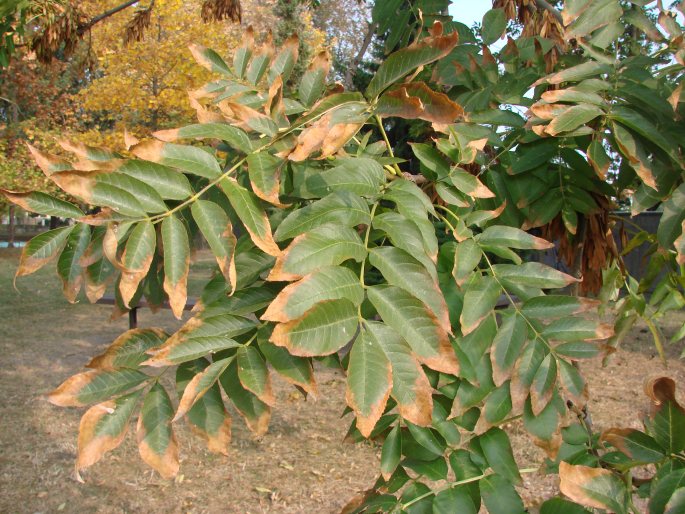 Fraxinus excelsior