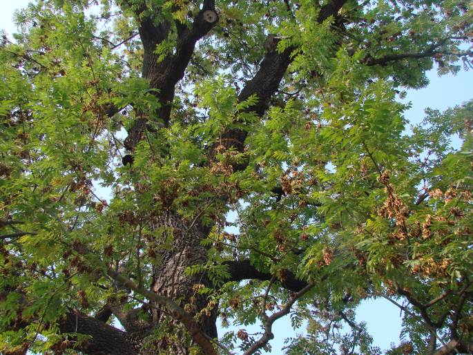 Fraxinus excelsior