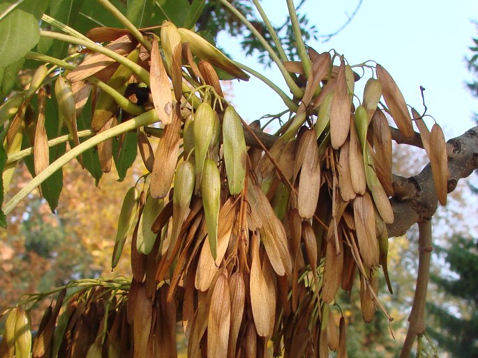 Fraxinus excelsior