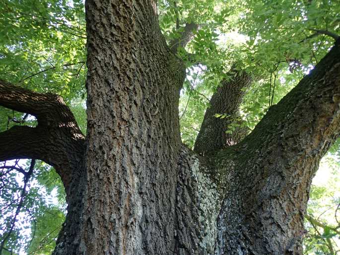 FRAXINUS EXCELSIOR L. – jasan ztepilý / jaseň štíhly