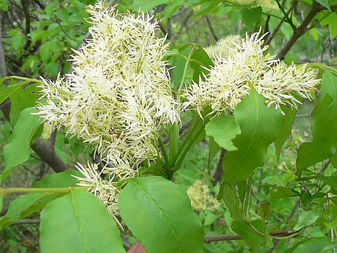 FRAXINUS ORNUS L. - jasan zimnář / jaseň mannový