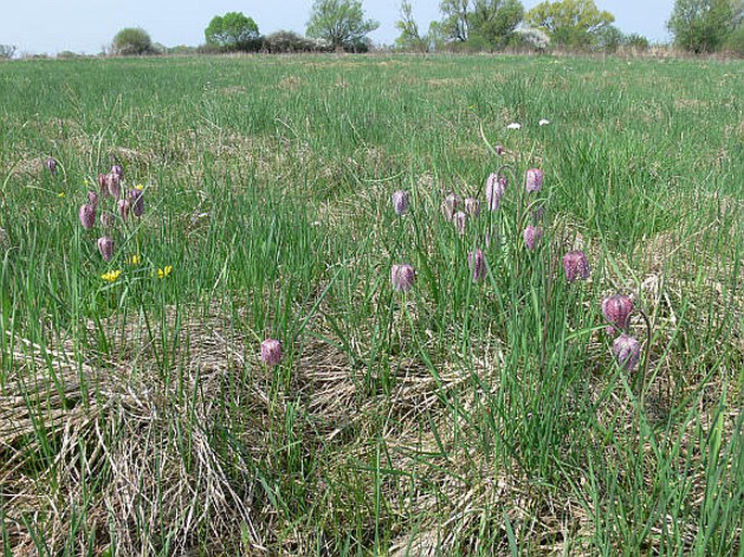 Fritillaria meleagris