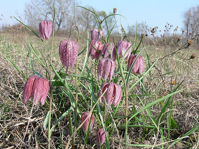 FRITILLARIA MELEAGRIS L. – řebčík kostkovaný / korunkovka strakatá