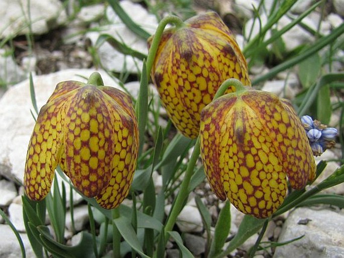 FRITILLARIA AUREA Schott – řebčík / korunkovka