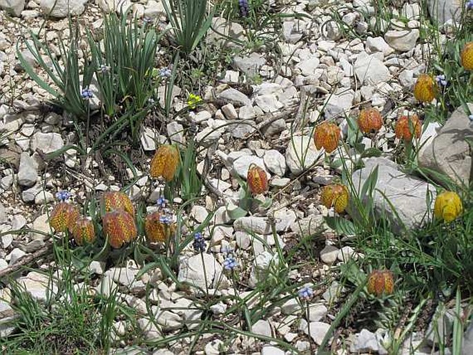 Fritillaria aurea