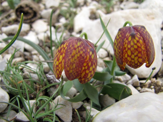 Fritillaria aurea