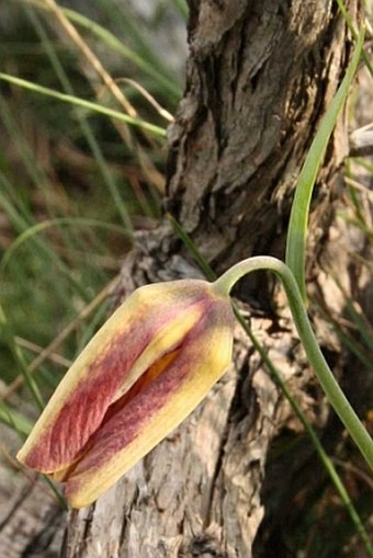 Fritillaria gracilis