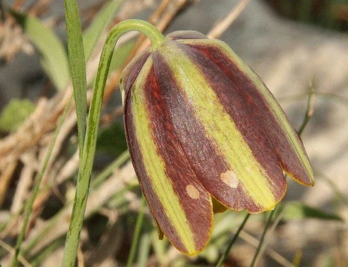 FRITILLARIA MESSANENSIS subsp. GRACILIS (Ebel) Rix – řebčík / korunkovka