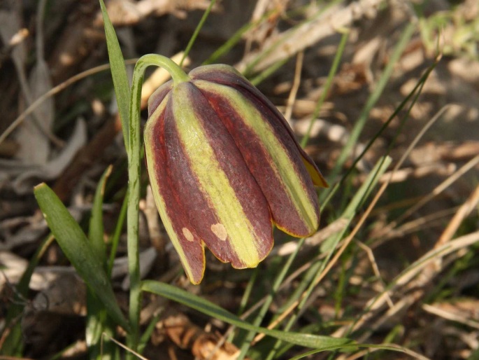 Fritillaria messanensis subsp. gracilis