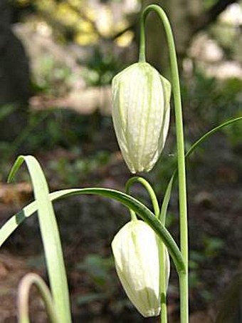 Fritillaria meleagris