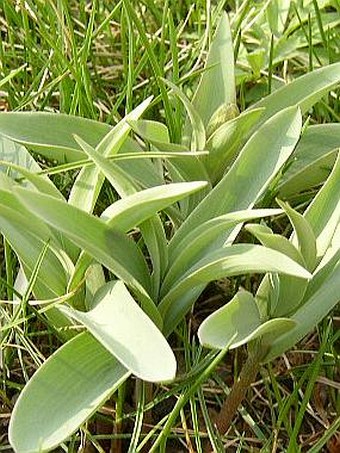 Fritillaria pallidiflora