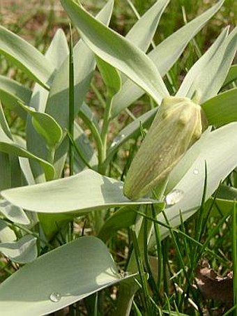 Fritillaria pallidiflora