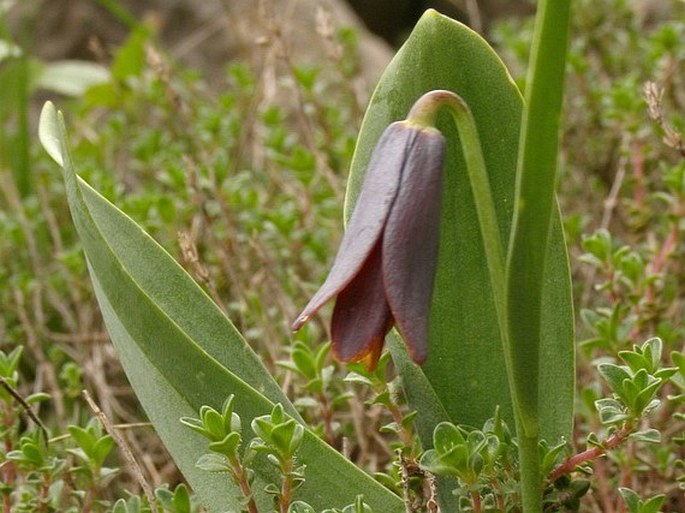 FRITILLARIA PINARDII Boiss. – řebčík / korunkovka