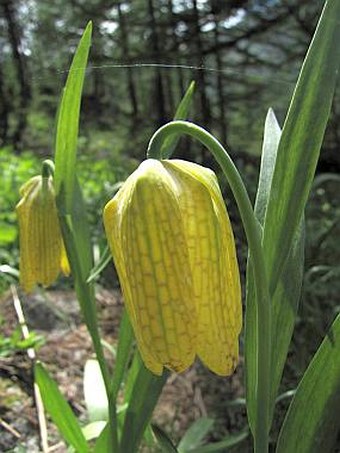 Fritillaria tubiformis subsp. moggridgei