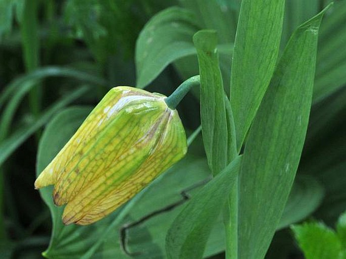 Fritillaria tubiformis subsp. moggridgei