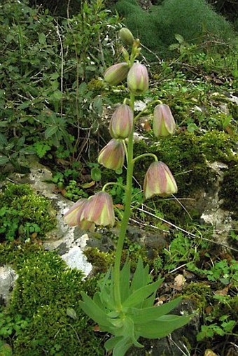 Fritillaria persica