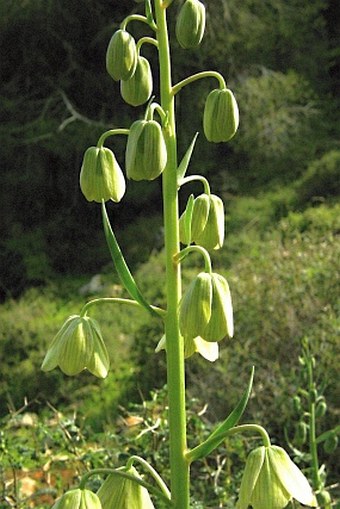 Fritillaria persica