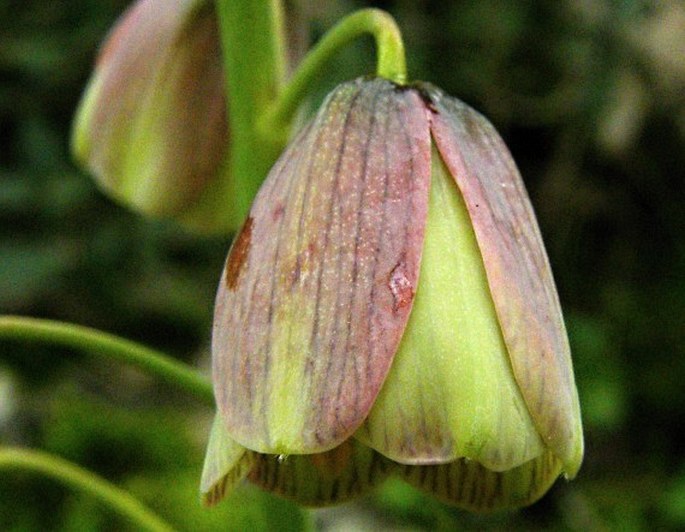 FRITILLARIA PERSICA L. – řebčík / korunkovka