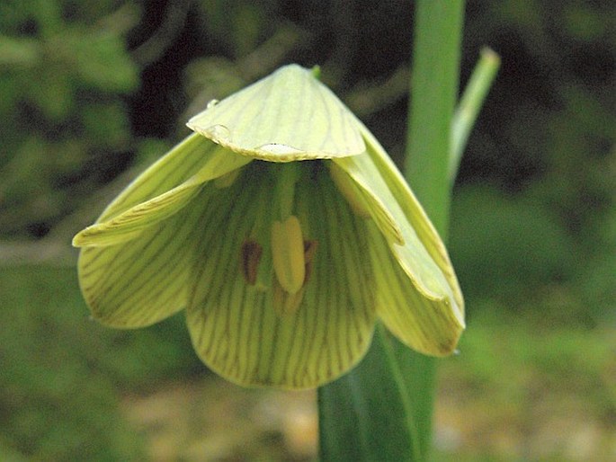 Fritillaria persica