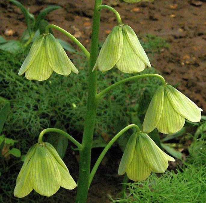 Fritillaria persica