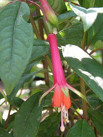 Fuchsia