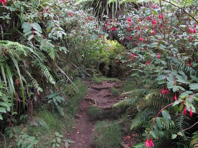 Fuchsia magellanica