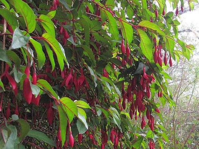 Fuchsia magellanica