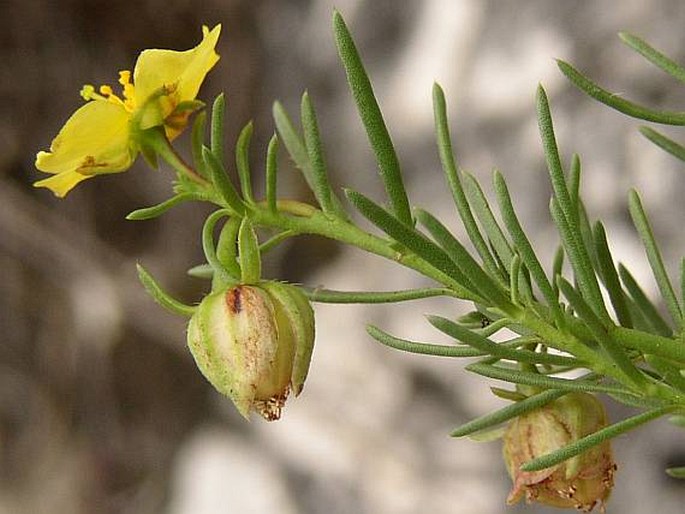 Fumana procumbens