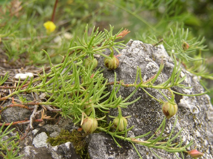 Fumana procumbens