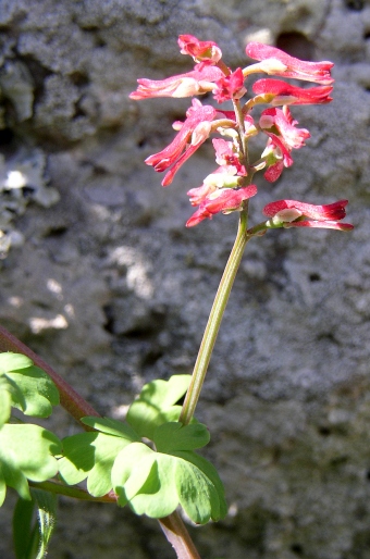 Fumaria coccinea