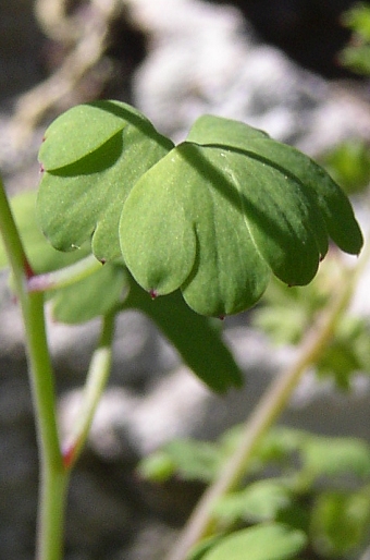 Fumaria coccinea