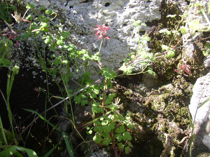 Fumaria coccinea