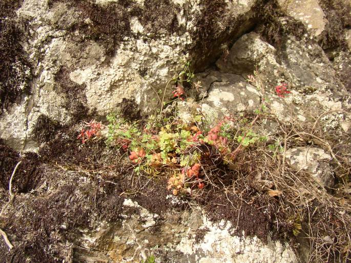 Fumaria coccinea